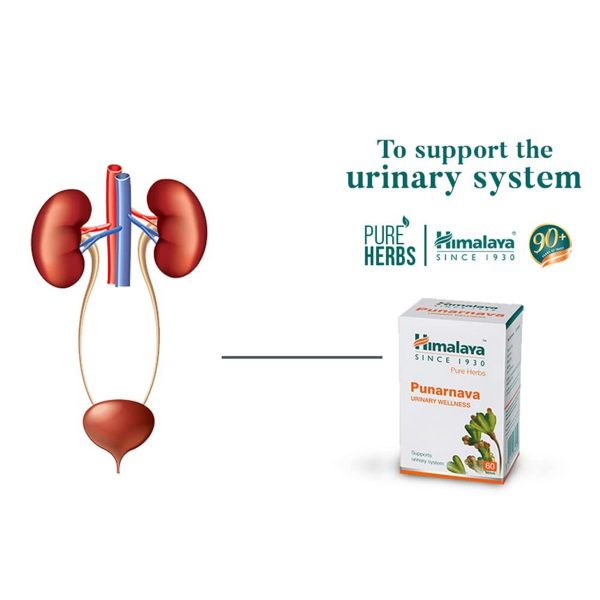 Himalaya Punarnava Tablets (60 Tablets) - Image 2